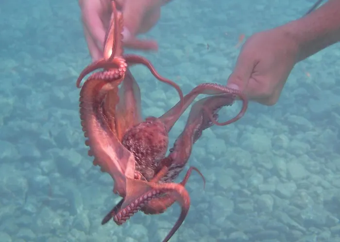 דירה In Direkt Am Meer, Tolle Aussicht *